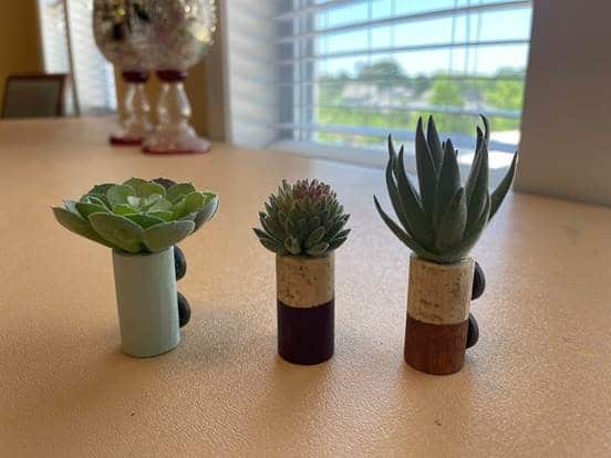 Magnets made from Cactus